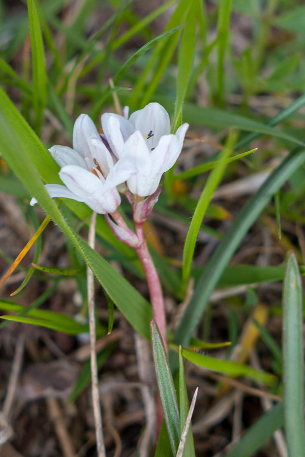 Brimeura fastigiata / Giacinto fastigiato